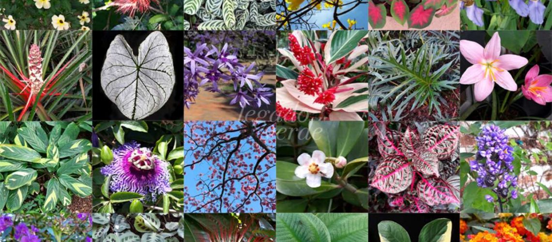Imagens SITE Easy Resize com