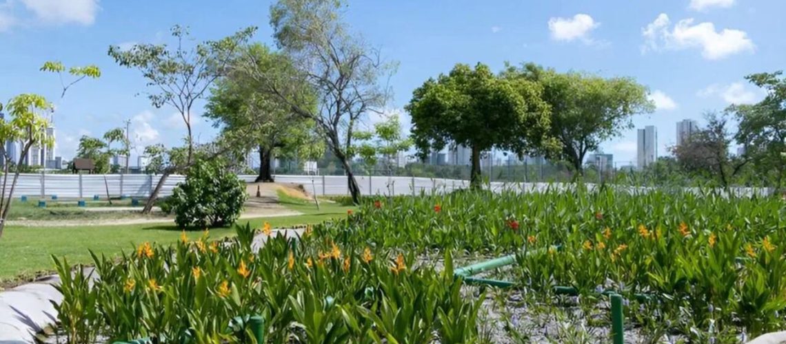 O sistema usa plantas aquáticas nativas para filtrar poluentes Foto Giselle Cahú ARIES CITinova Easy Resize com