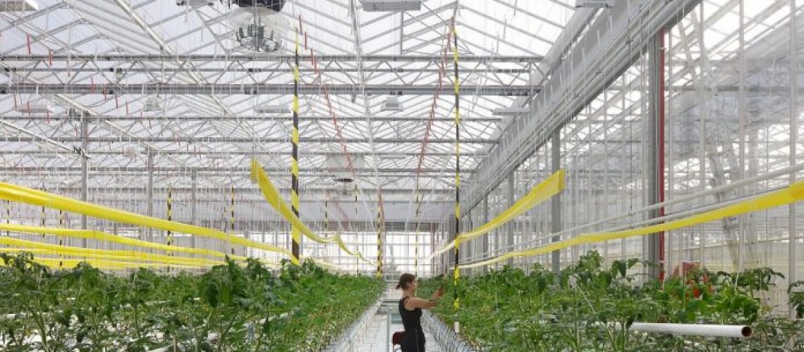 estufa alimentos ciclo x